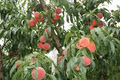 Bilpin Fruit Bowl image 4