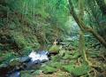 Binna Burra Mountain Lodge & Campsite image 6