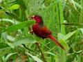 Birding Top End image 2