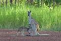 Birding Top End image 3