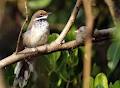 Birding Top End image 4