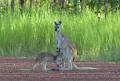 Birding Top End image 5