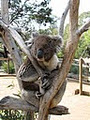 Bonorong Wildlife Park image 2