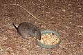 Bonorong Wildlife Park image 3