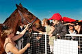 Brisbane Racing Club - Eagle Farm Racecourse image 2