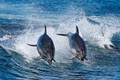 Bruny Island Cruises image 3