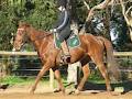 Cartmel Rise Equestrian Centre image 4