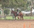 Cartmel Rise Equestrian Centre logo