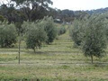 Clackline Valley Olives logo