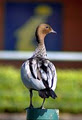 Clarence River Tourism image 6