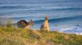 Coffs Coast Visitor Information Centre image 6