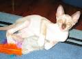 Cornish Rex of Coslinkar Cattery image 1