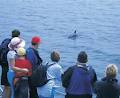 Dolphin Discovery Centre image 4