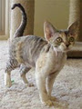 Edapusrex Cornish & Devon Rex Breeder image 2