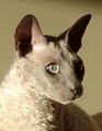 Edapusrex Cornish & Devon Rex Breeder logo