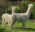 El Prado Alpacas image 2