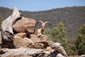 Halls Gap Zoo image 2