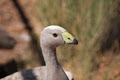 Halls Gap Zoo image 3