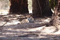 Halls Gap Zoo image 4