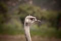 Halls Gap Zoo image 6