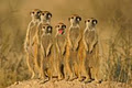 Halls Gap Zoo image 1