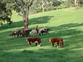 Jackeroo Ranch at Bingletree Station logo