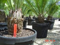 Jurassic Cycad Gardens. Tourist. image 3