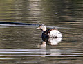 Laratinga Wetlands image 2