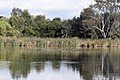 Laratinga Wetlands logo