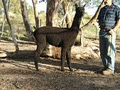 Manna-Gum Farm Alpacas logo