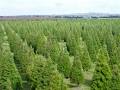 Melton Christmas Tree Farm image 3