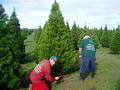 Melton Christmas Tree Farm logo