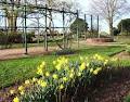 Morwell Centenary Rose Garden image 6