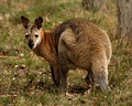 Mt Barney Lodge Country Retreat image 5