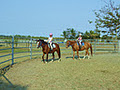 Port Douglas Horse Riding image 2