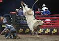 Professional Bull Riders Australia image 6