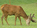 Rainbow Deer Farm image 3