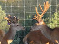 Rainbow Deer Farm image 1