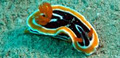 Remote Area Dive image 2