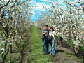 Sorell Fruit Farm image 2