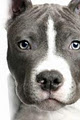 Sunshine Coast Dog Behaviour Rehab logo