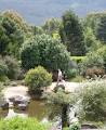 The Blue Mountains Botanic Garden, Mount Tomah image 5