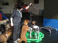 WagginTails Doggy Daycare logo