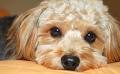 Warilla Shellcove Veterinary Hospital image 4