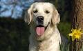 Warilla Shellcove Veterinary Hospital image 5