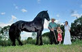 black swan friesians Queensland logo