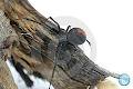 A Beat The Bug Pest Control image 4