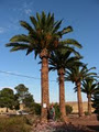 ABC Palms image 6