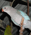 ANBEC AVIARIES / KAKARIKS R US image 3