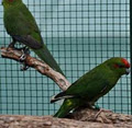 ANBEC AVIARIES / KAKARIKS R US image 4